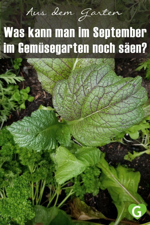 Was Kann Man Im September Pflanzen Gemuse Gartenarbeit im September - der Sommer endet langsam - grüneliebe