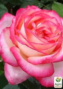 Роза флорибунда "Candy"21 Rose, Flowers, Plants, Pink, Plant, Roses, Royal Icing Flowers, Flower, Florals