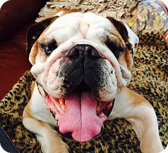 Pin By Barry Stritton On Bull Dogs Dogs Pets Adoption