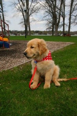 Pretty Enabled How To Train Your Dog Hurry Cheap This Week