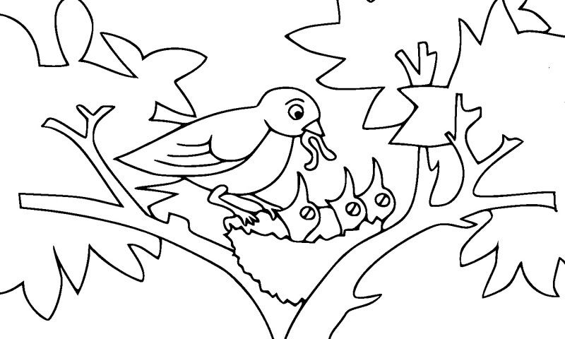 Los mejores Dibujos de Pájaros para Colorear. ☺ Descubre nuestros 【Dibujos ...