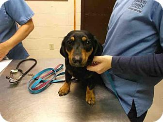 Ocala Fl Dachshund Meet Sally A Dog For Adoption Http Www