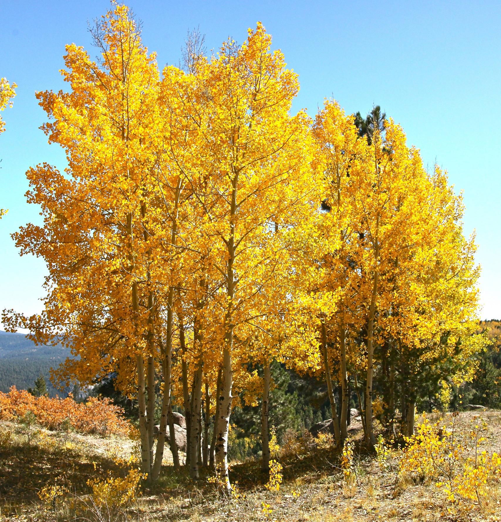 Genus Populus Species Tremuloides Common Quaking Aspen H 20 50 W Genus Populus Species Tremuloides Common Quaking Aspen H 20 50 W