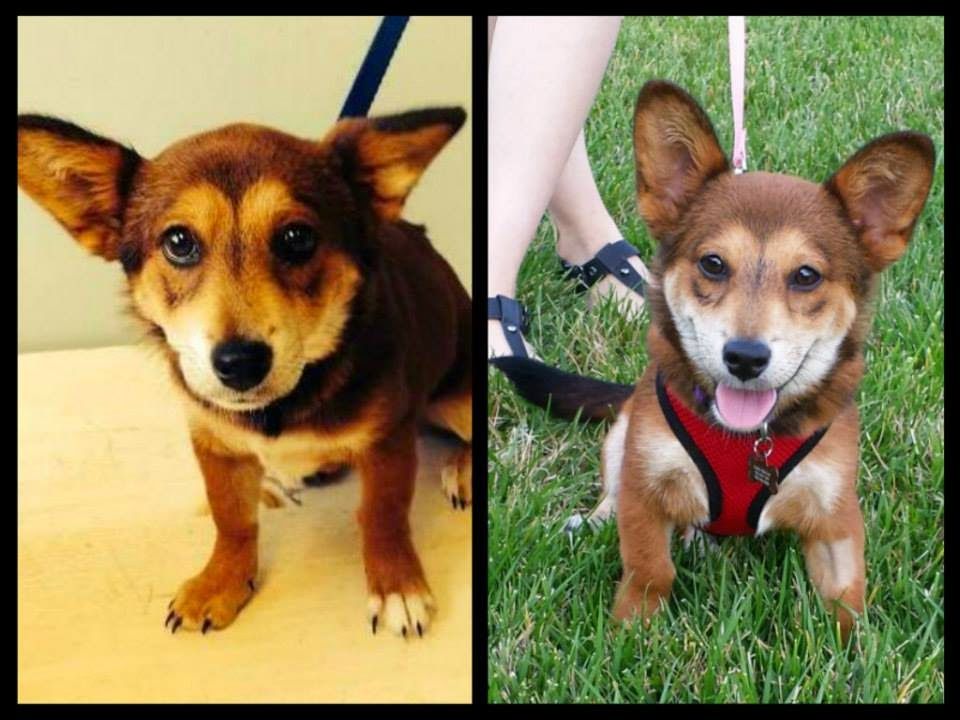 Thursday Corgi Adoptables From Foster To Forever I Heart Rescue