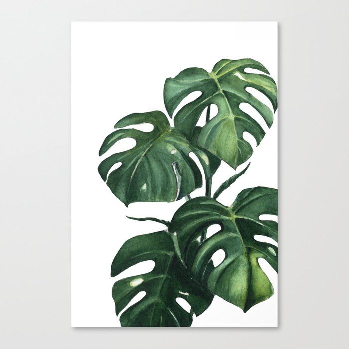 Monstera watercolor painting, handmade painting, watercolour, original paint, Canvas Print Plant Painting, Plant Art, Painting & Drawing, Flower Painting, Flower Art, Canvas Painting, Canvas Art, Painting Wallpaper, Watercolor Plants