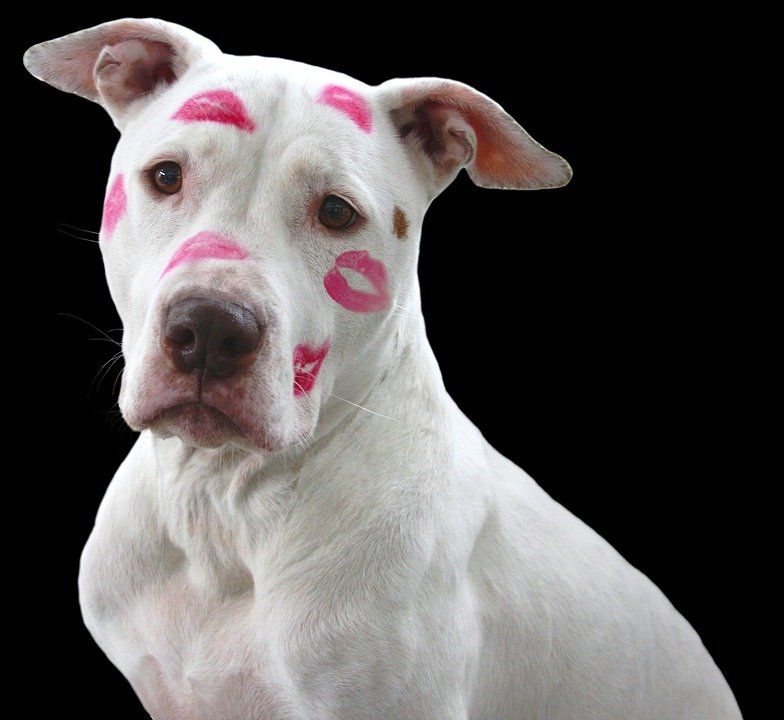 White American Pitbull Terrier Breed Picture Pitbulls Pitbull