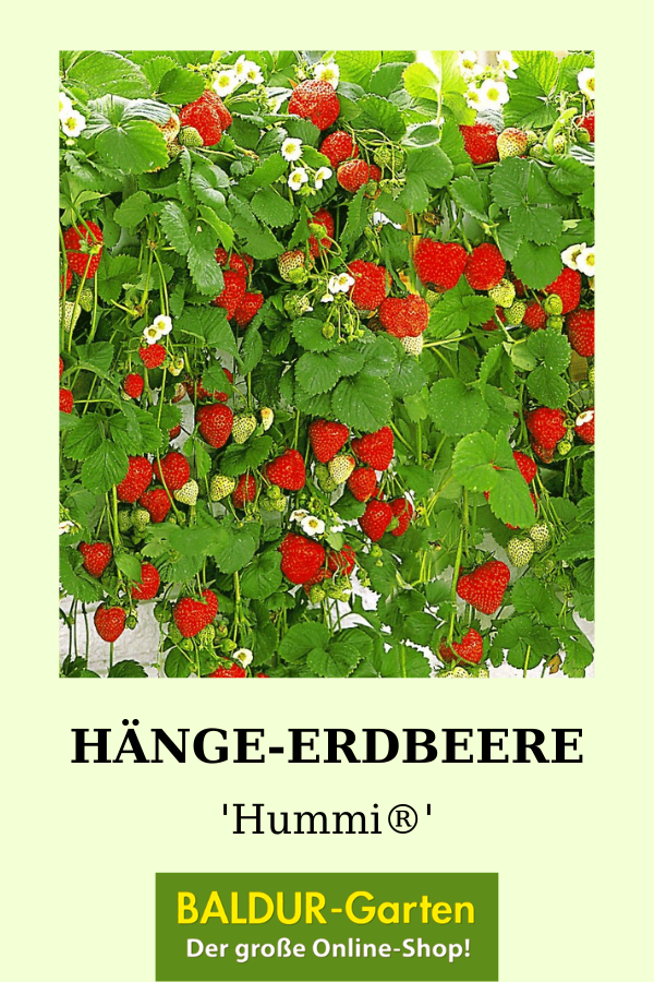 Balkon Erdbeere Ruby Ann 1a Qualitat Baldur Garten Erdbeeren Pflanzen Balkon Erdbeerpflanzen Pflanzen