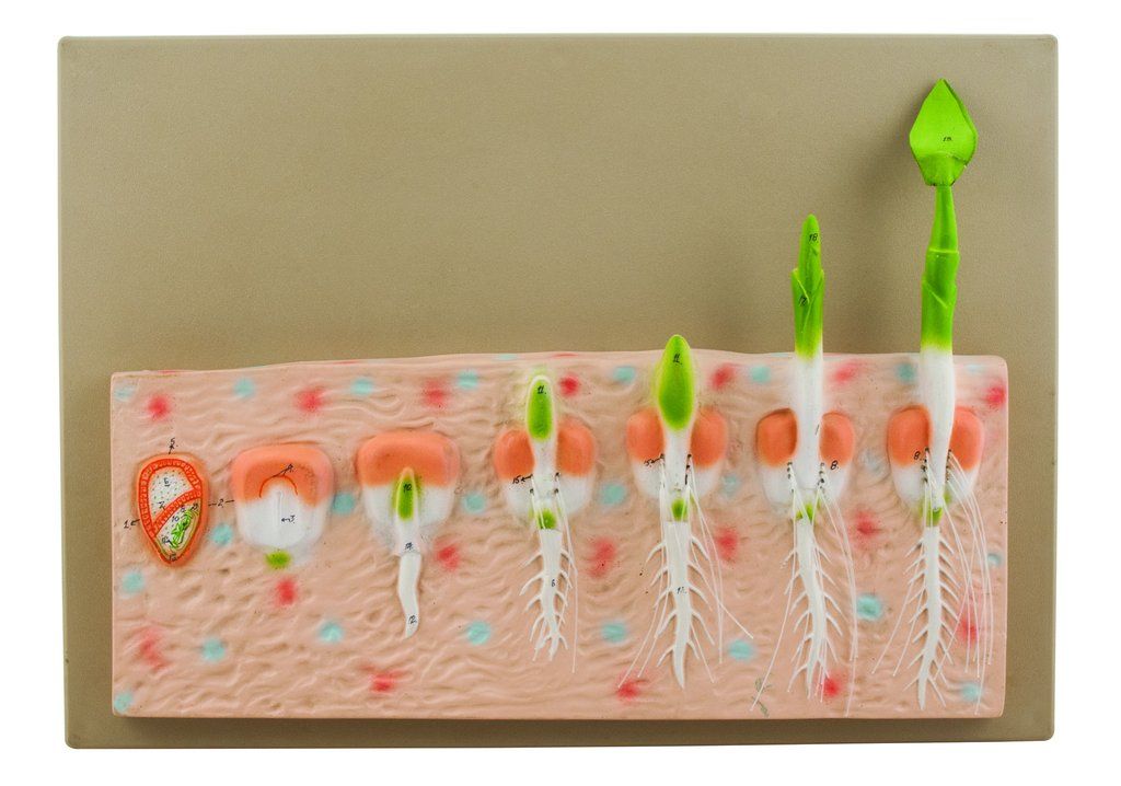 Old seed germination