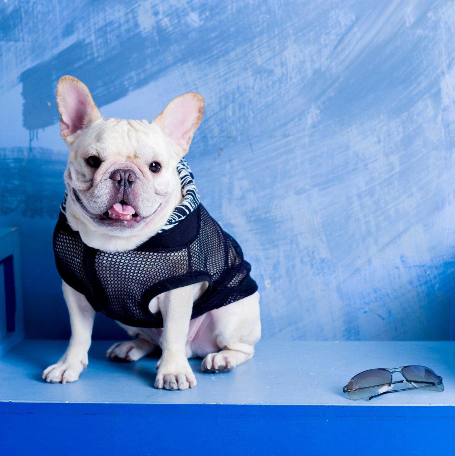 Pin On French Bulldogs