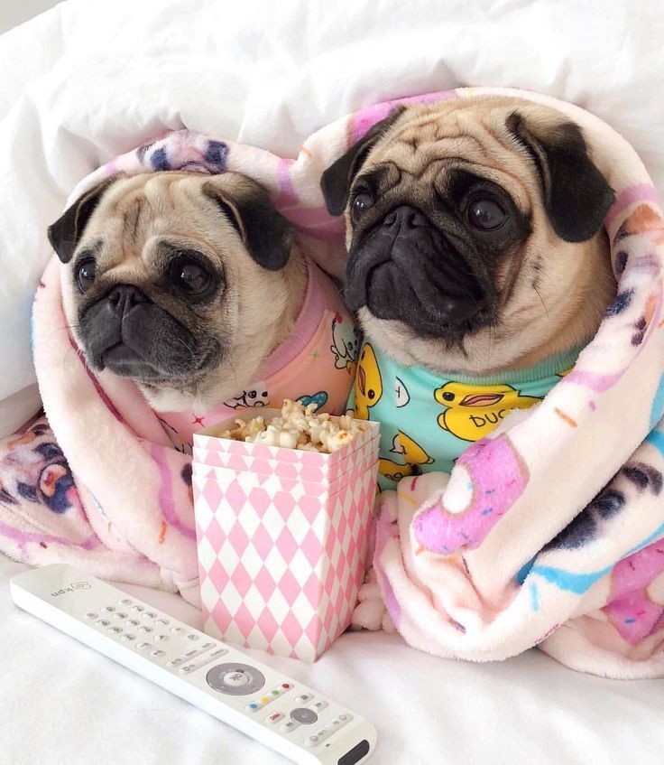 Is It Weekend Yet Minipet Online Pet Boutique Is A Melbourne