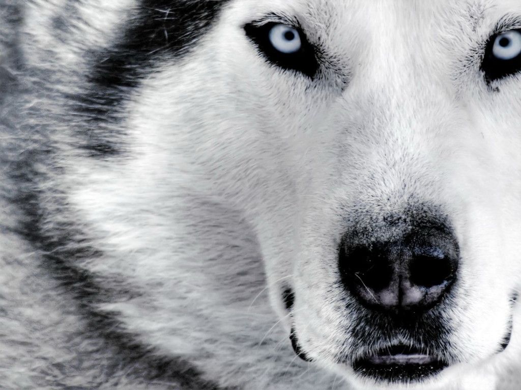 wolf Beautiful Wolves, Beautiful Dogs, Animals Beautiful, Cute Animals ...