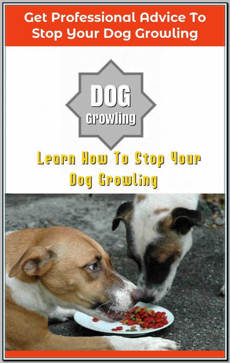 Ways Of Stopping Your Dog From Growling Dog Training Dog