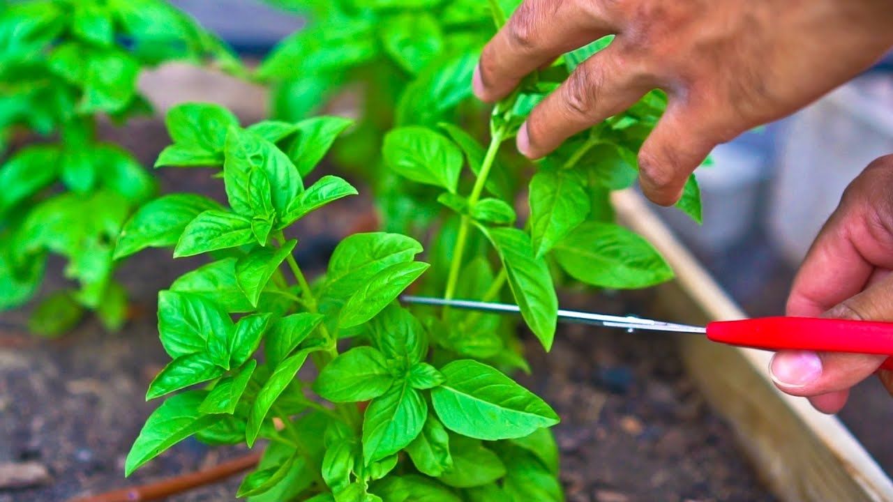 3 Tips to Prune Basil in 2 Min (With images) Pruning