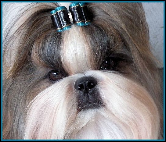 Mr Foo S Shih Tzu Of Indiana Kentucky Missouri Illinios Ohio