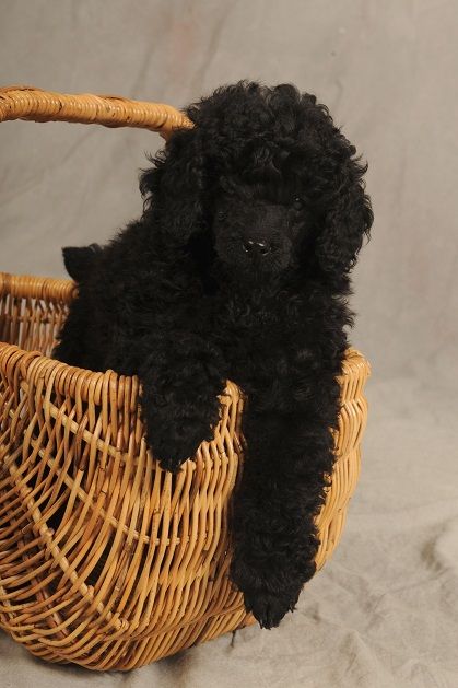 bichon pudel säljes bichon pudel säljes