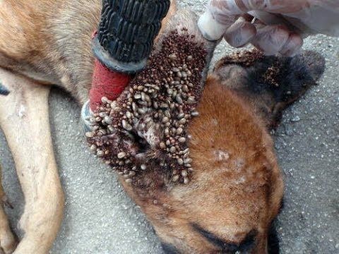 Natural Ways To Keep Ticks Off Dogs Natural Ways To Keep Ticks Off Dogs