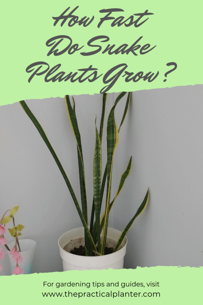 How Fast Do Snake Plants Grow Snake Plant Plants Sansevieria Plant how-fast-do-snake-plants-grow-snake-plant-plants-sansevieria-plant