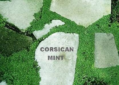Corsican Mint Fragrant Mentha Requienii 5 Multi Seed Pellets