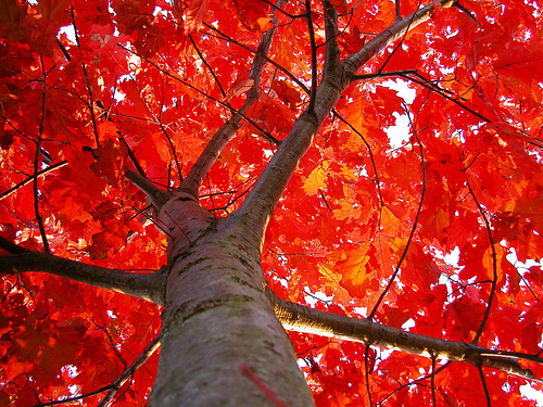 Northern oak tree