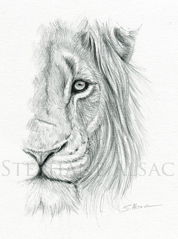 Portrait De Lion Dessin Original De Tete De Lion Dessin Dessin Original Portrait Dessin Portrait De Lion Dessin Original De Tete De Lion Dessin Dessin Original Portrait Dessin