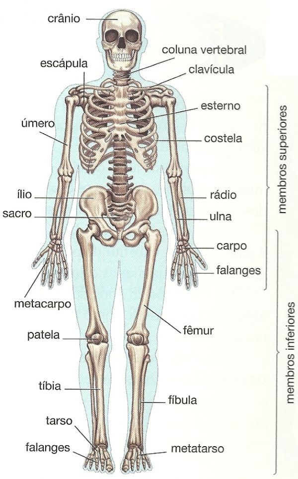 Resultado de imagem para corpo humano
