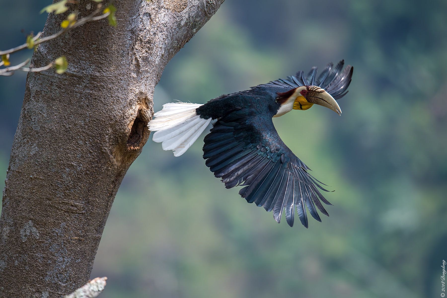 花冠皱盔犀鸟 Bald Eagle Animals Cute 花冠皱盔犀鸟 Bald Eagle Animals Cute