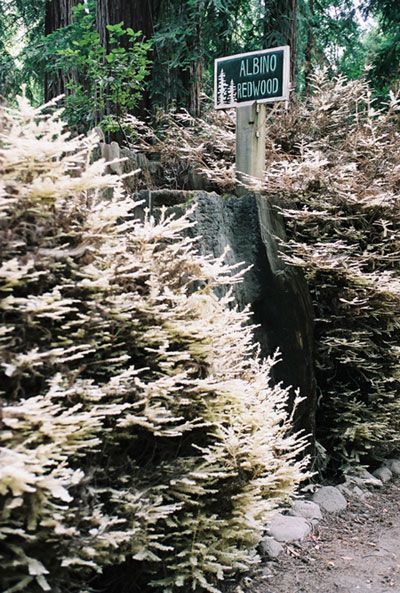 albino redwood tree fernwood