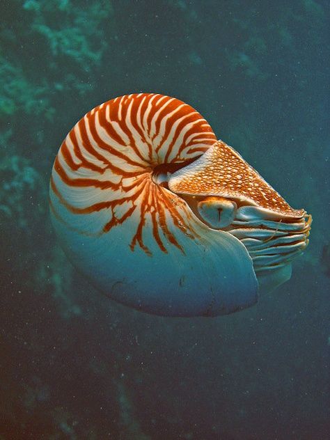 オウムガイ のアイデア 12 件 オウムガイ オウム貝 軟体動物 オウムガイ のアイデア 12 件 オウムガイ オウム貝 軟体動物
