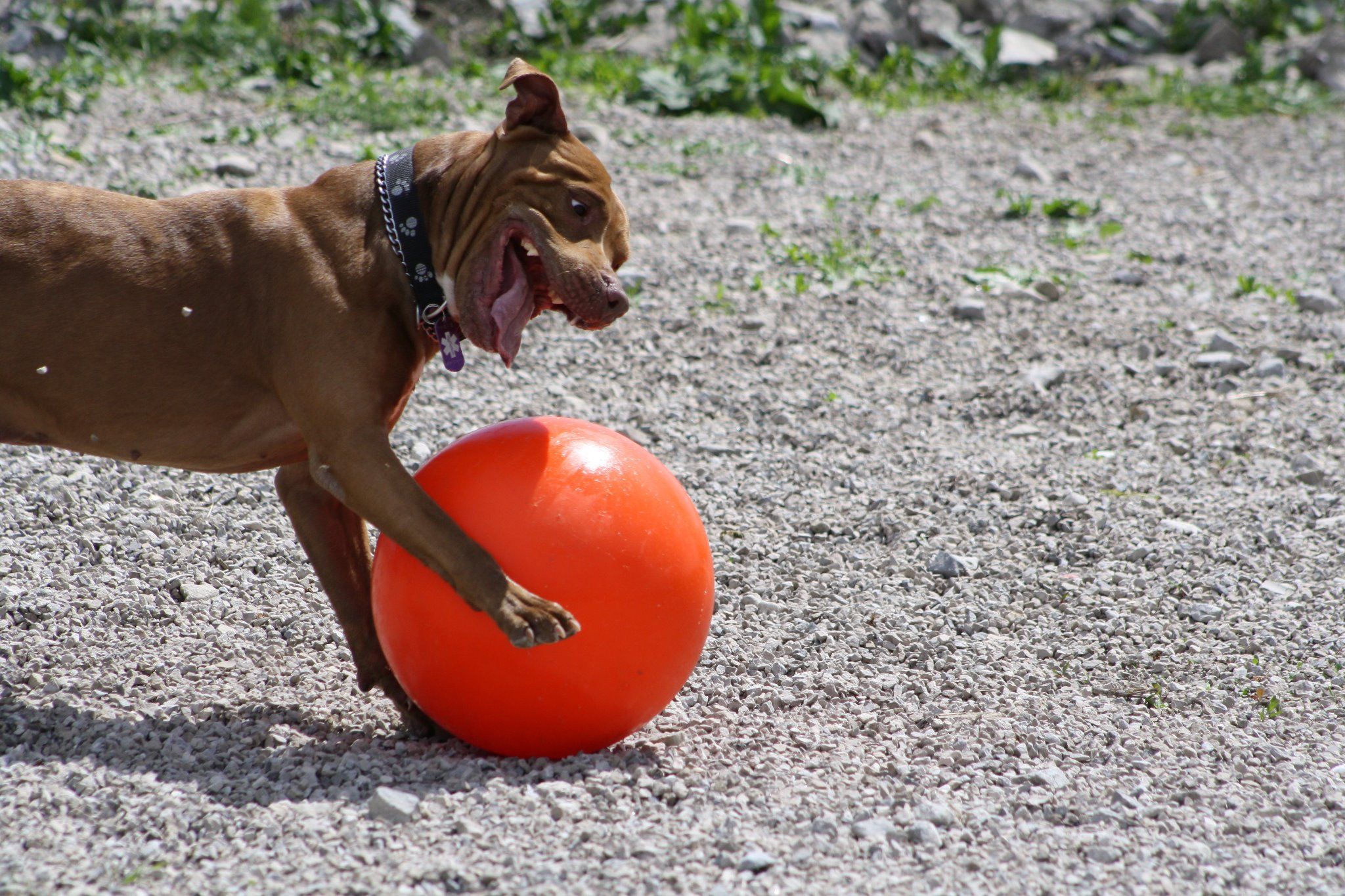 Pin On High Energy Dogs Love The Varsity Ball