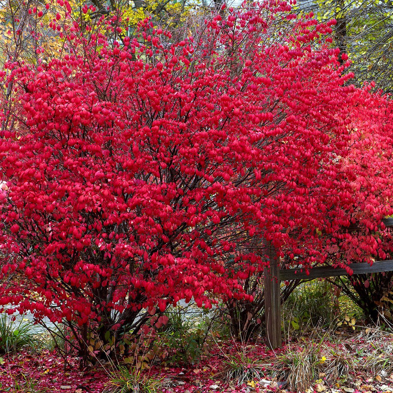 staghorn sumac rhus typhina shrub Shade shrubs