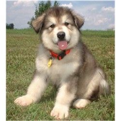 Hudson S Malamutes Alaskan Malamute Puppies Cute Animals