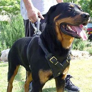 Rottweiler Leather Dog Harness Padded Chest Harness Rottweiler