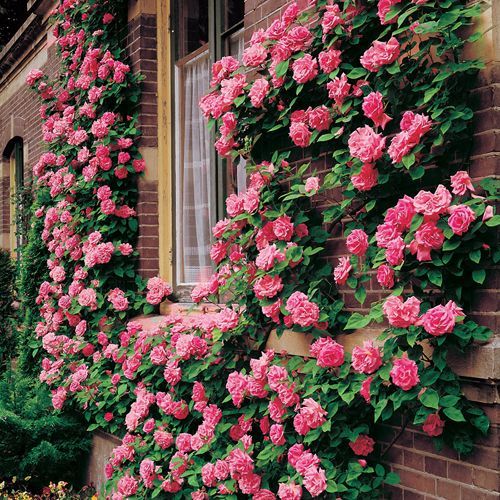 Zephirine Drouhin Climbing Rose Gardens And Flowers Zephirine Drouhin Climbing Rose Shade Tolerant Thornless Xlimbing Roses For The Patio S South