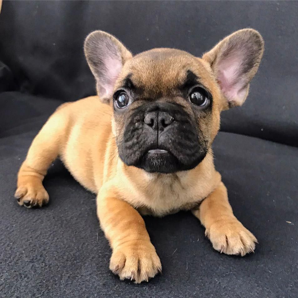 Exceptional Bulldog Puppies Info Is Readily Available On Our Web