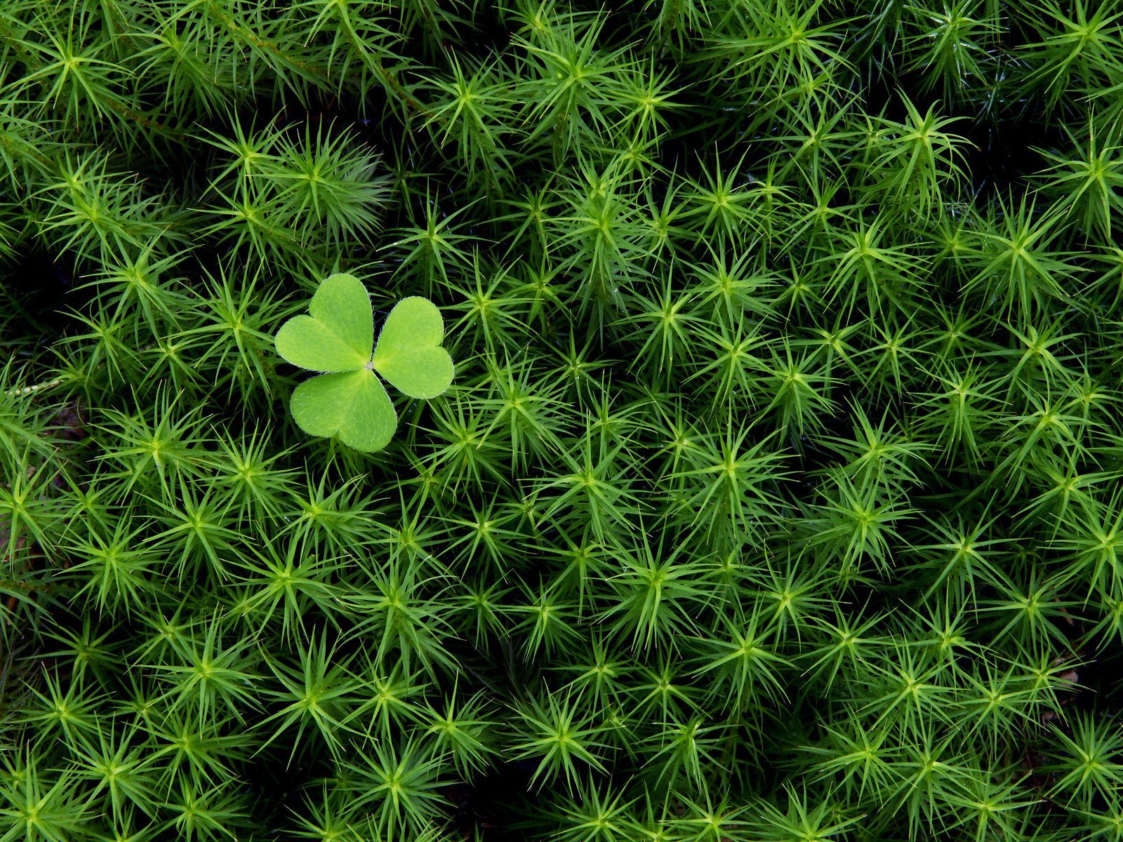 Happy St Patrick S Day Coolwallpaper 2880 1800 St Patricks Day Pictures St Patricks Day Wallpaper St Patricks Day Quotes