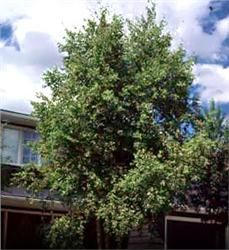 River Birch
