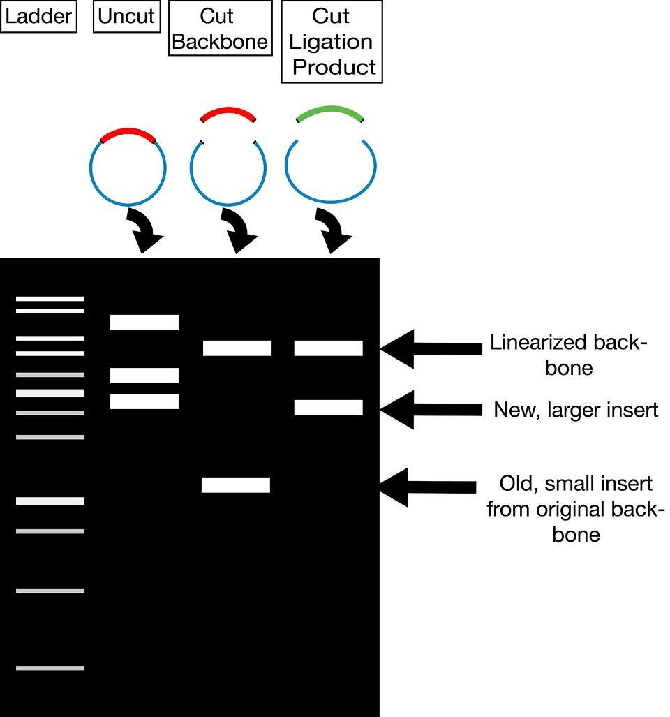 Plasmid Verification Using Restriction Digest Plasmid Verification Using Restriction Digest