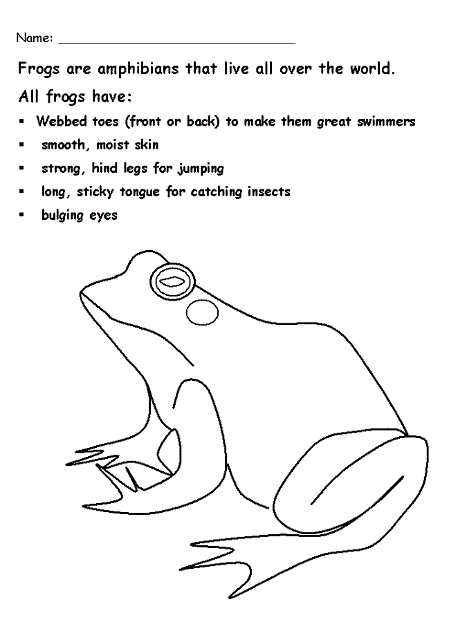 Amphibian Educational Kids Room Wall Decor Framed Picture Frog /& Toad Collage