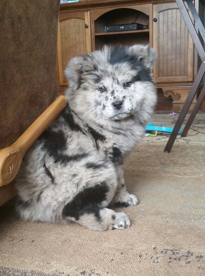 Pin By Nana Oishi On F U R R Y F R I E N D S Cute Dogs Baby