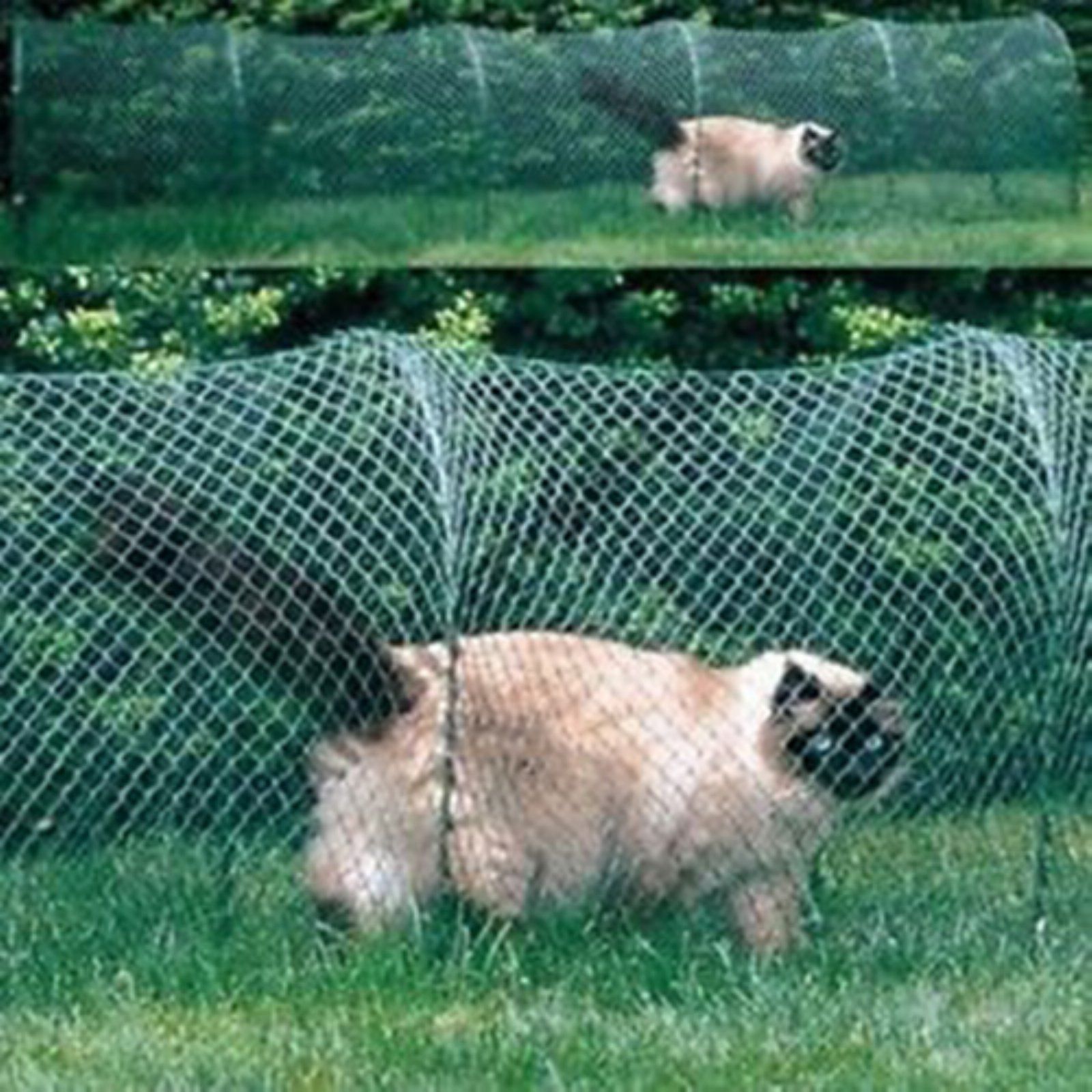 Kittywalk Deck And Patio Outdoor Cat Enclosure Green 72 In Com 2021 Outside - Kittywalk Deck Patio Outdoor Cat Enclosure Kittywalk Deck And Patio Outdoor Cat Enclosure Green 72 In Com 2021 Outside - Kittywalk Deck Patio Outdoor Cat Enclosure