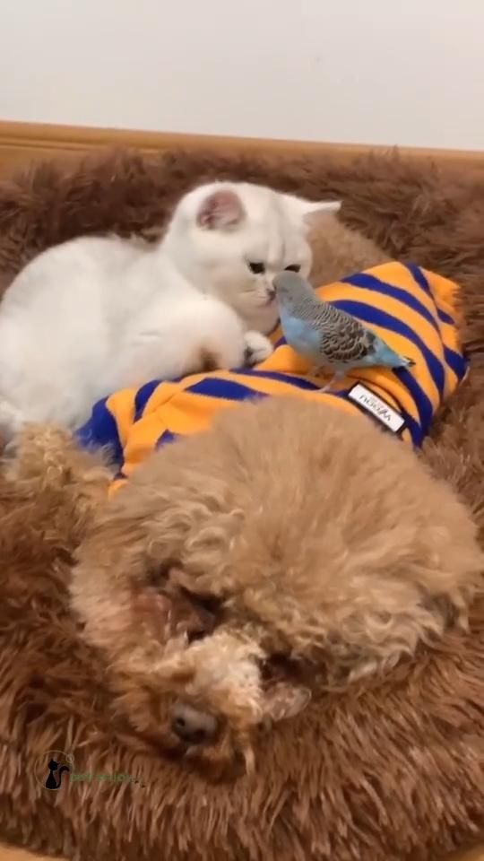Cute Little Animals, Cute Funny Animals, Funny Dogs, Cute Cats, Cute Animal Videos, Funny Animal Pictures, Animal Antics, Cool Pets, Baby Dogs
