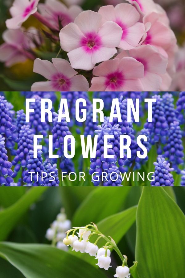Tips For Growing Fragrant Flowers Flower Gardening - Fragrant Flowers For Sensory Garden Tips For Growing Fragrant Flowers Flower Gardening - Fragrant Flowers For Sensory Garden