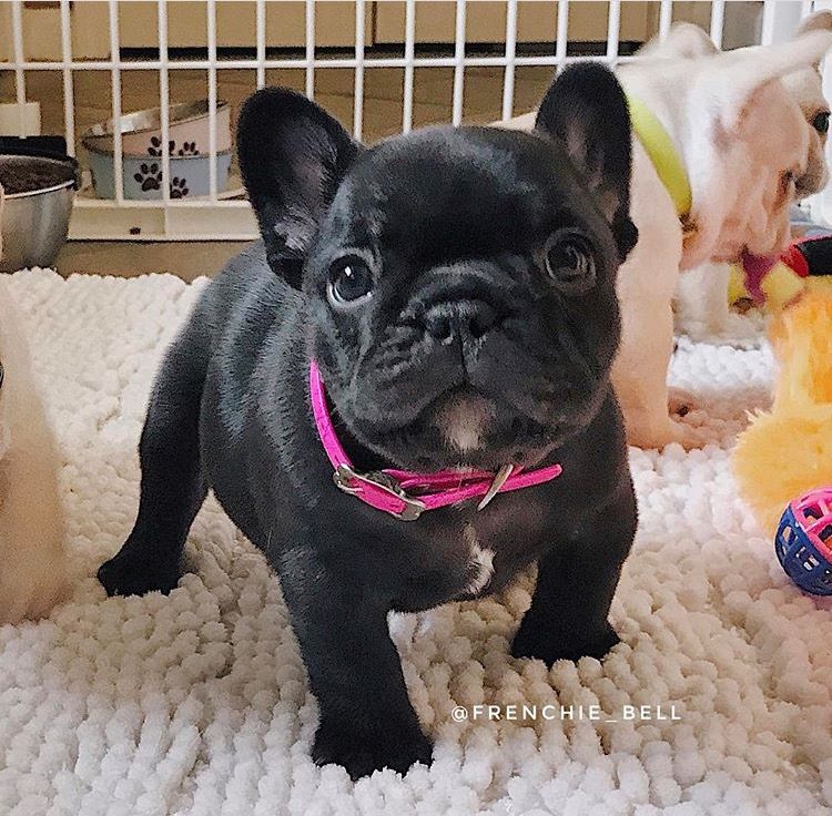 French Bulldog Puppy French Bulldogs Bulldog Puppies