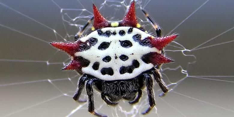 Strangest Animals On Earth Google Search Weird Animals Bizarre