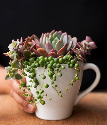 Enjoy this mug full of succulents, morning or night. For plants in nondraining containers, keep them in bright light, protected from frost and give them just enough water to keep the soil moist. See our story for more creative succulent containers. Succulents In Containers, Cacti And Succulents, Container Plants, Planting Succulents, Container Gardening, Planting Flowers, Succulents Painting, Succulents Wallpaper, Succulents Drawing