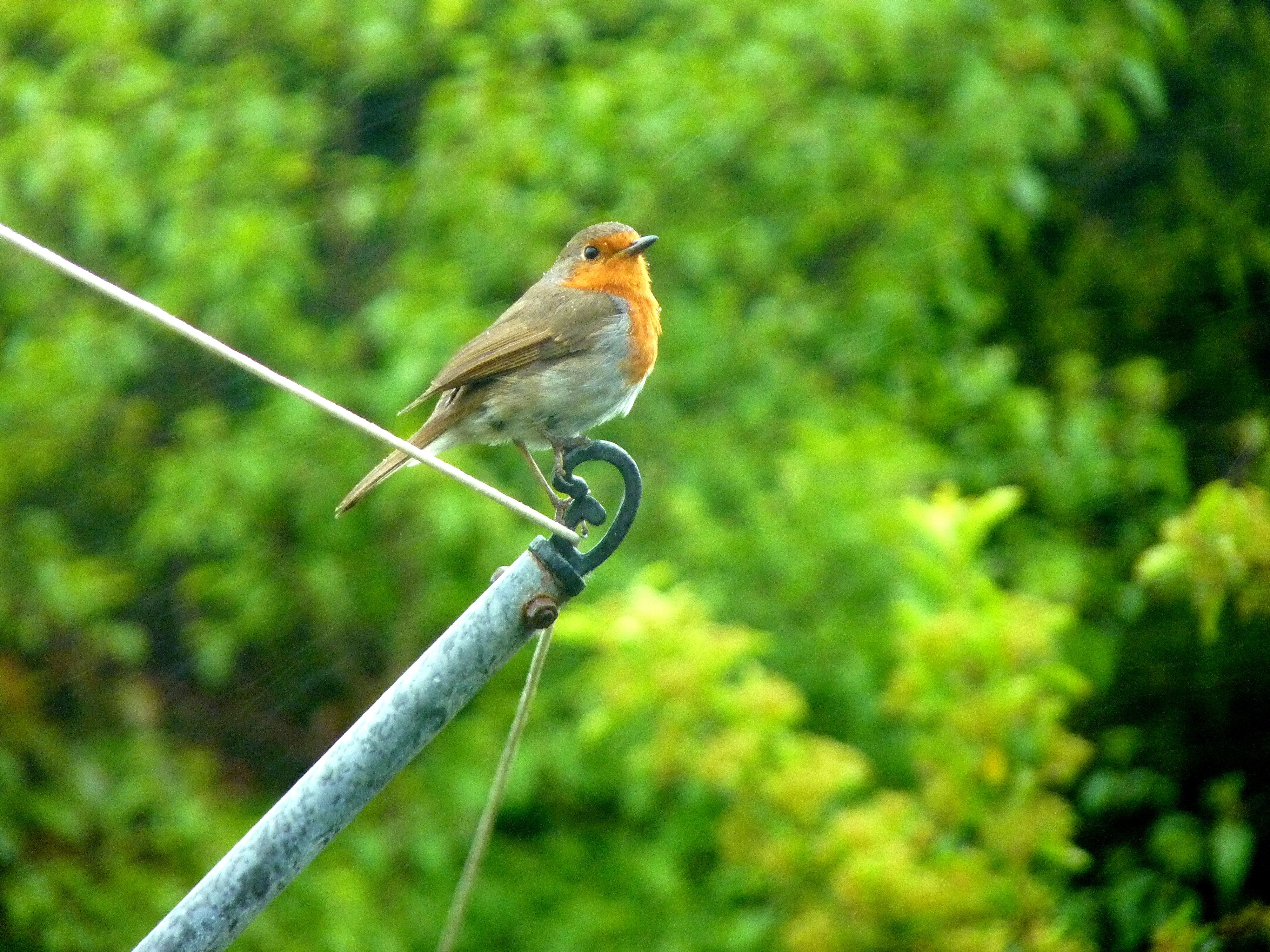 MR ROBIN REDBREAST