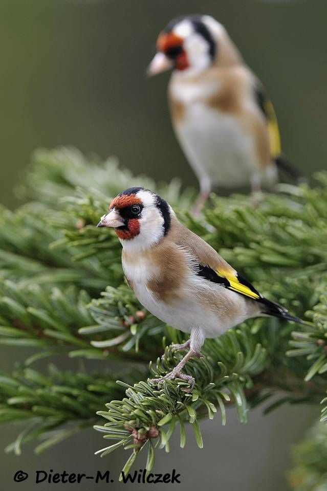 Pin Auf Pajaros