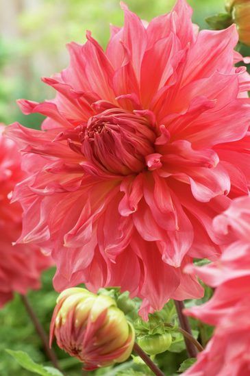 Pin By Shoplet On Shoplet Blog Flowers Expensive Flowers Growing Dahlias