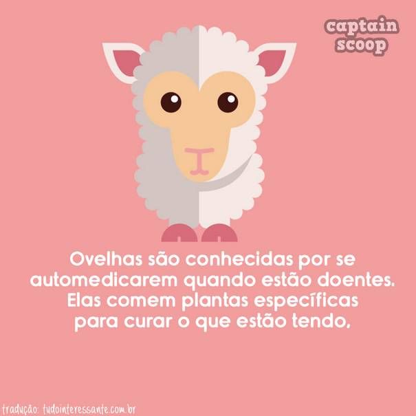 Resultado de imagem para VOCÊ SABIA QUE... ANIMAIS