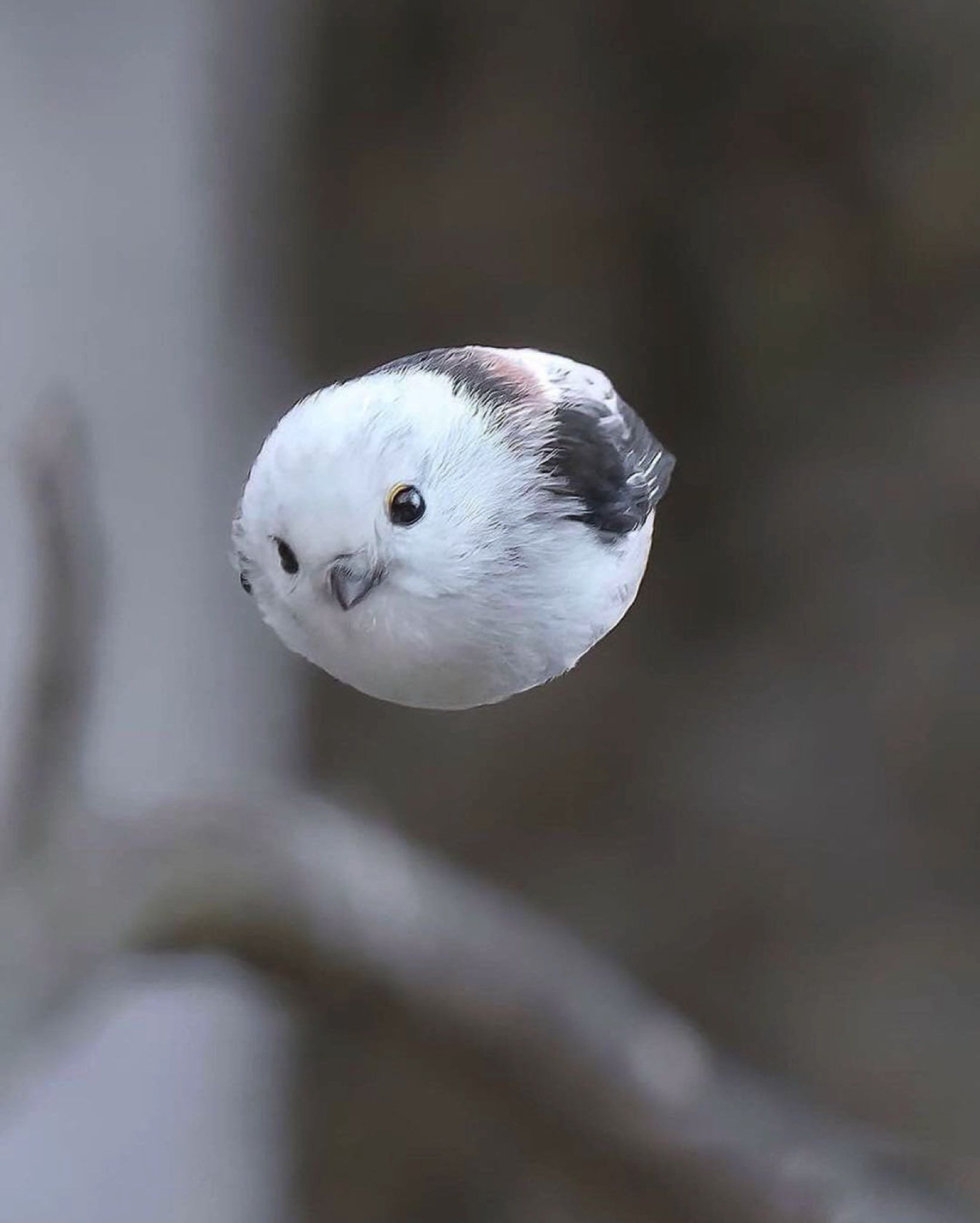 もふもふ動画 22 かわいい動物の赤ちゃん 可愛すぎる動物 かわいい野生動物